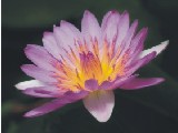 Das 2. Ausbildungsjahr der Shiatsu-Ausbildung