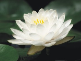 bild-shiatsu-therapeut-1.jpg