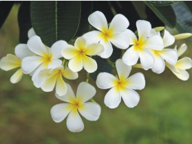 blume-15.jpg