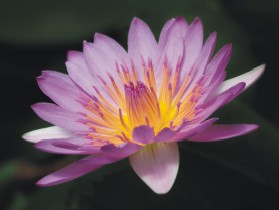 blume-2-ausbilungsjahr.jpg