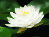 Shiatsu-Ausbildung zum Shiatsu-Therapeuten