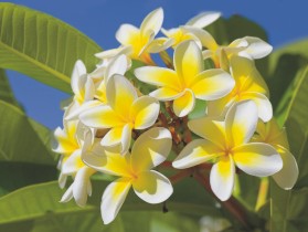 blume-ted-ausbildung.jpg